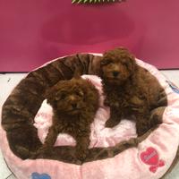 Barboncini red cuccioli italianissimi