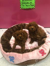 Barboncini red cuccioli italianissimi