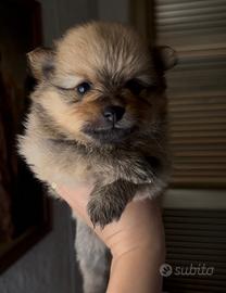 Cuccioli Spitz tedesco pomerania