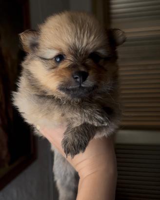 Cuccioli Spitz tedesco pomerania