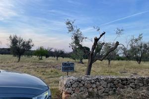 Terreno edificabile 12000 metri quadrati uliveto