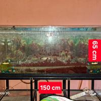 Acquario con depuratore Tetra