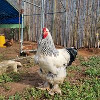 Trio di brahma bianco columbia