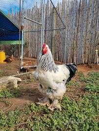 Trio di brahma bianco columbia