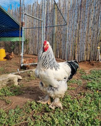Trio di brahma bianco columbia