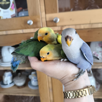 Inseparabili allevati a mano