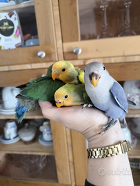 Inseparabili allevati a mano