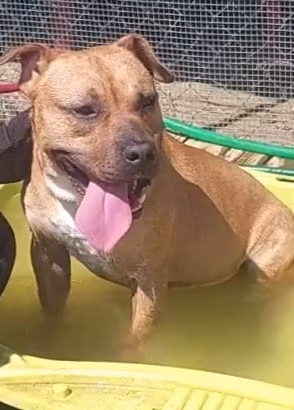 THANOS giovane pitbull in canile a Roma nord