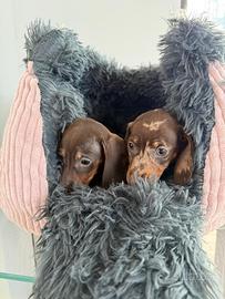 Bassotti arlecchino e marrone