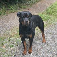 Rottweiler