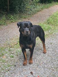 Rottweiler