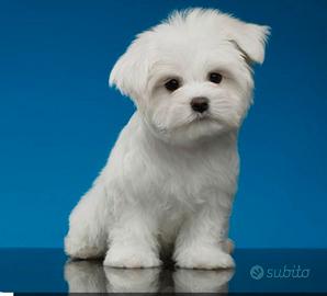 cuccioli di maltese mini toy 