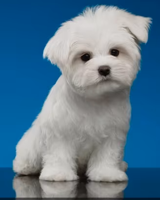 cuccioli di maltese mini toy