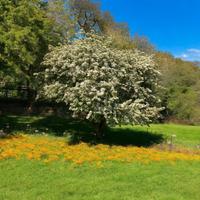 🌿 Biancospino 1,5m – Siepi Resistenti e Eleganti!
