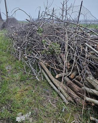  legna da fuoco circa 4 alberi  