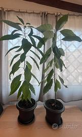 Pianta di Avocado