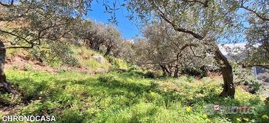 Rodia, terreno agricolo di circa 1000 mq