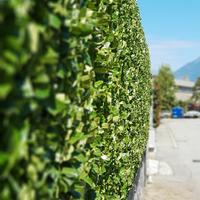 🪵🌳 SERVIZI DI POTATURA E LAVORI FORESTALI 🌳🪵