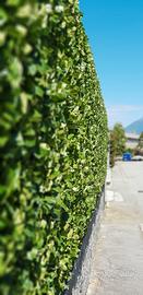 🪵🌳 SERVIZI DI POTATURA E LAVORI FORESTALI 🌳🪵