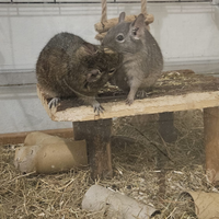 Coppia maschietti Degus del Cile