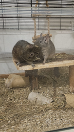 Coppia maschietti Degus del Cile