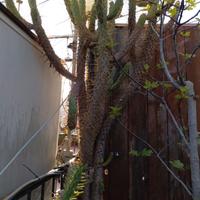 cactus Austrocylindropuntia subulata

circa 230cm