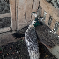 Coppia di pavoni comuni e femmina nigripennis