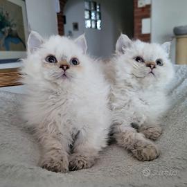 Due maschietti Selkirk Rex