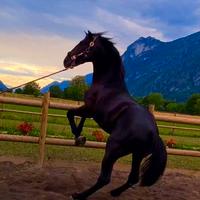 Cavallo Andaluso