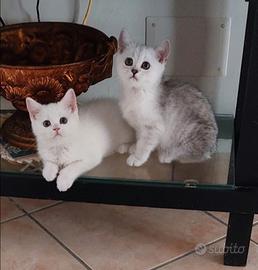 Scottish fold è straight