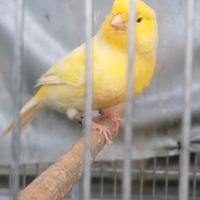 Canarino giallo brinato