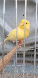 Canarino giallo brinato