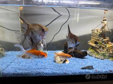 Acquario con pesci