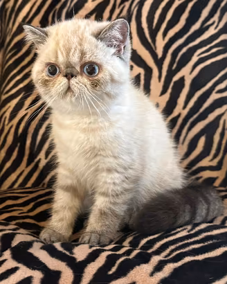 Perla