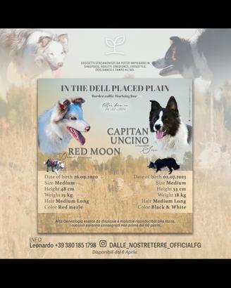 Cuccioli di border collie alta Genealogia