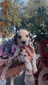 Cuccioli di Dalmata con Pedigree ENCI