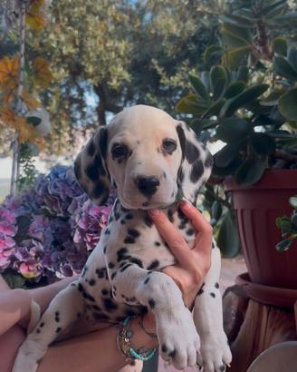 Cuccioli di Dalmata con Pedigree ENCI