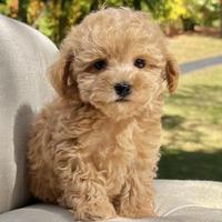 Barboncino toy colore oro