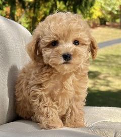 Barboncino toy colore oro