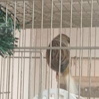 Canarino gloster 2024