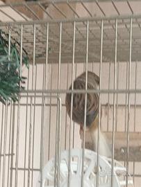 Canarino gloster 2024