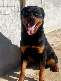 Rottweiler