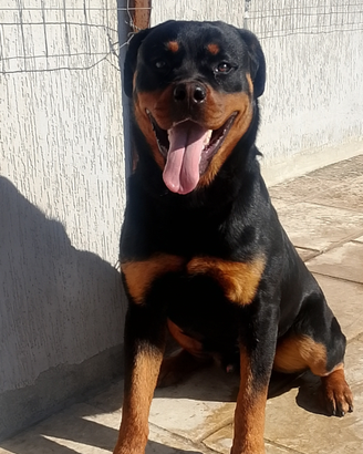 Rottweiler