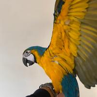 Mandarine , padovane, araucana