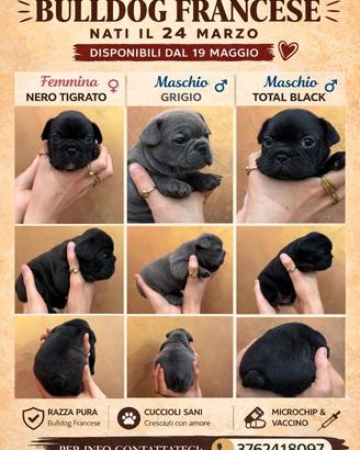 Bulldog Francese