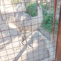 Emù struzzo Australiano