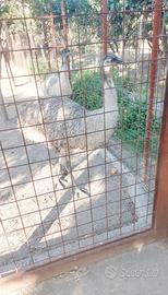 Emù struzzo Australiano