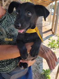cucciolo 4 mesi femmina maschio