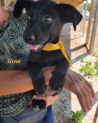 cucciolo 4 mesi femmina maschio