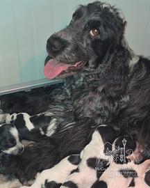 Cuccioli Cocker Inglese blu roano